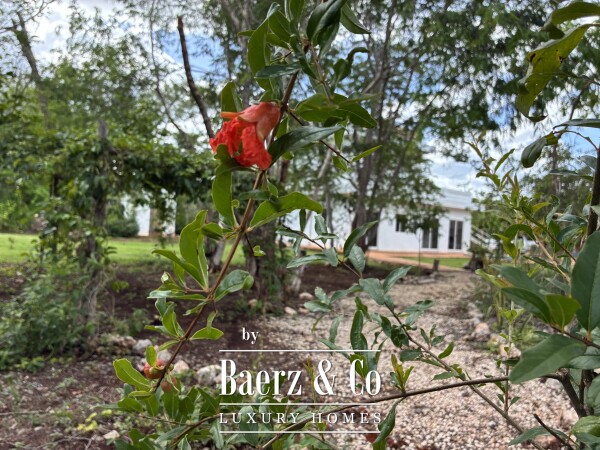 photo 11 A Private Yucatán Estate - villa, tower suite, guest casita, medicinal garden, orchard and more
