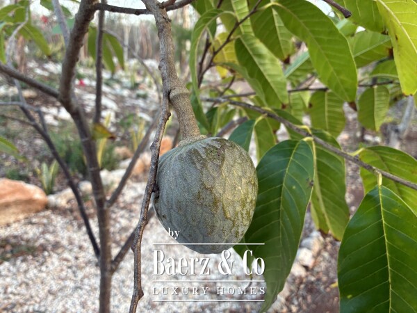 photo 30 A Private Yucatán Estate - villa, tower suite, guest casita, medicinal garden, orchard and more