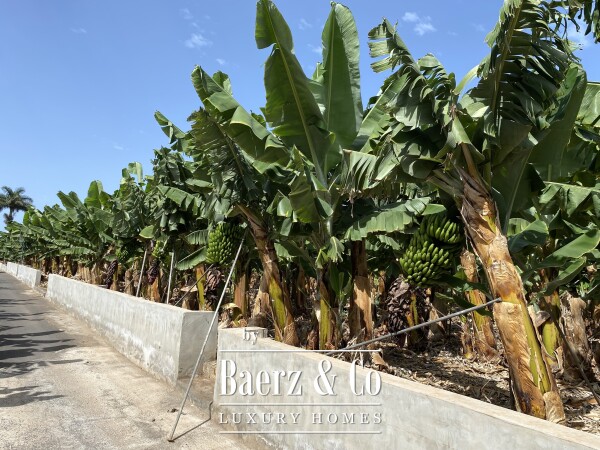 photo 50 Magnificent estate featuring family home and an organic banana plantation